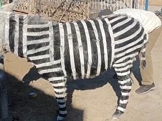 osol premalovany na zebru.jpg