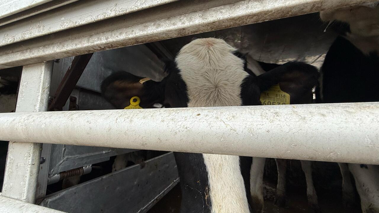 Slovensko, poľsko, hranice, dobytok, nákaza