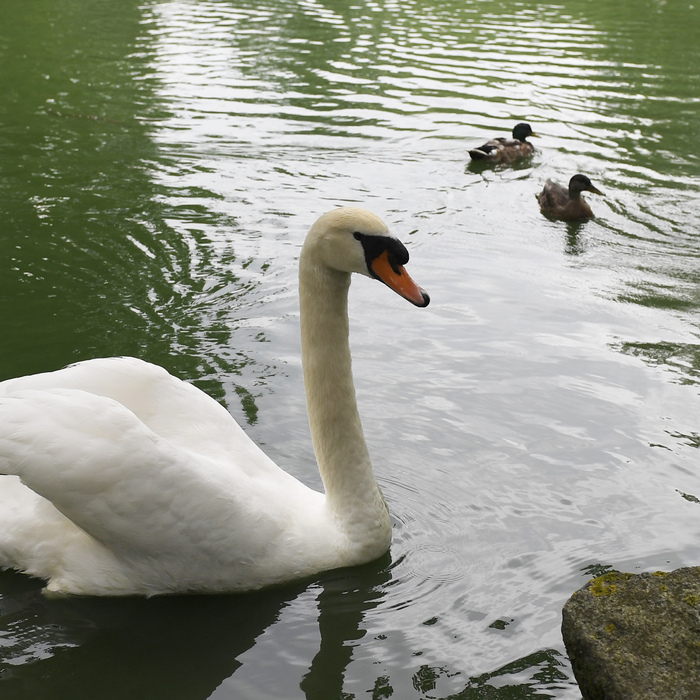 labuť, vtáčia chrípka