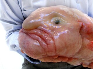 ryba blobfish