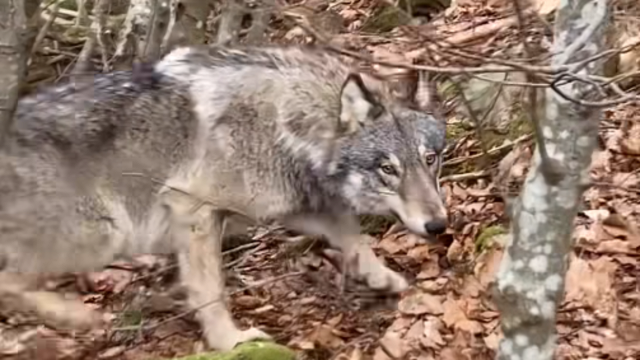 VIDEO: Prechádzal sa v lese, spoza stromov naňho vybehol vlk. Čech ho ...