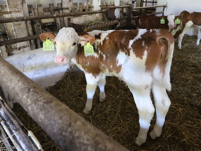 Takáč potvrdil výskyt slintačky a krívačky na Slovensku. Musia vakcinovať stovky kusov dobytka, všetky zoo zatvoria