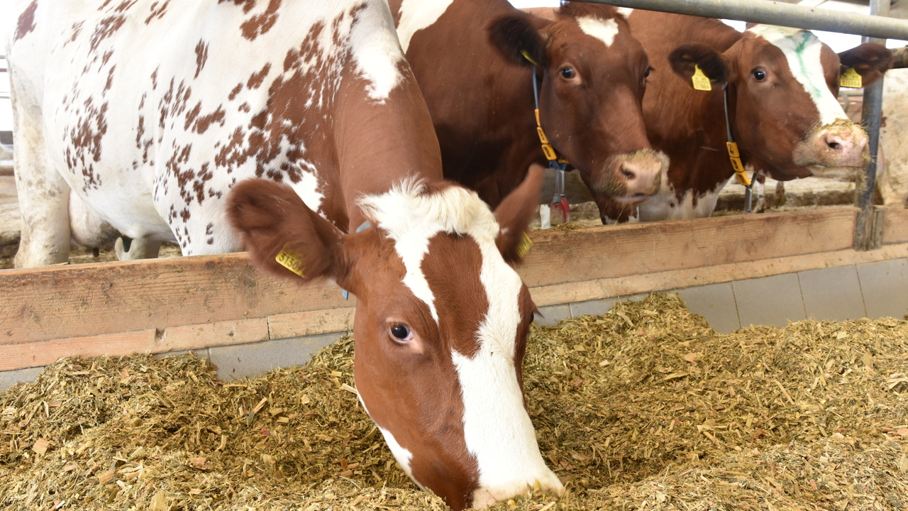 Slintačka, krívačka, dobytok