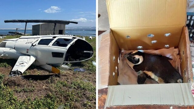 tucniak sposobil nehodu lietadla