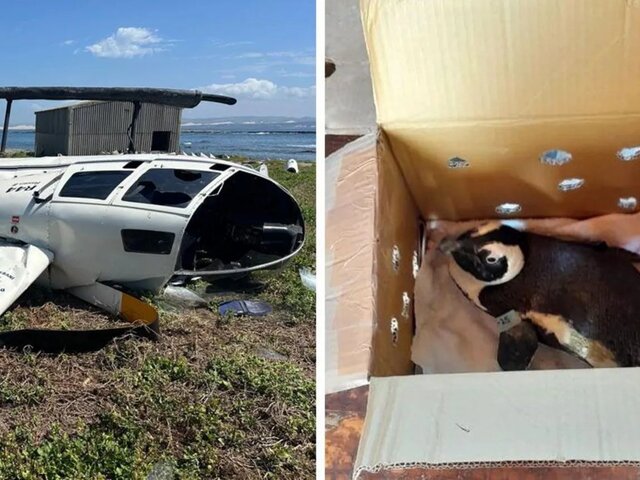 Tučniak spôsobil haváriu vrtuľníka. Vykotúľal sa zo škatule a prepol pilotovi letový ovládač