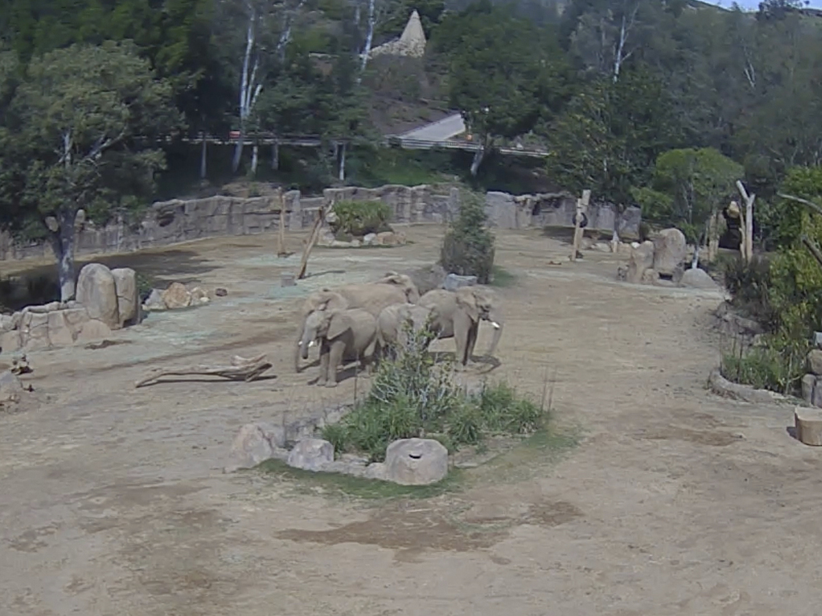 slony zoo slonice san diego