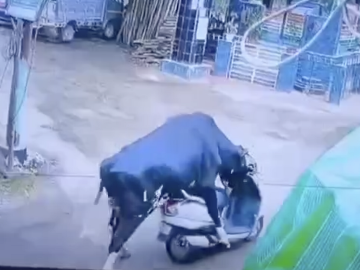 býk India