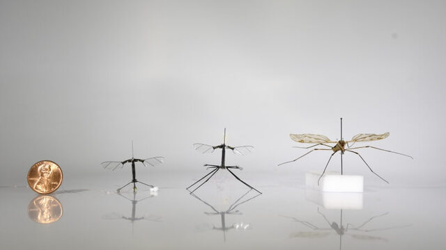 robotická včela, komár