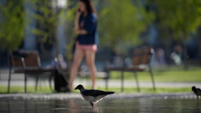 Zvieratá, vták, teplo