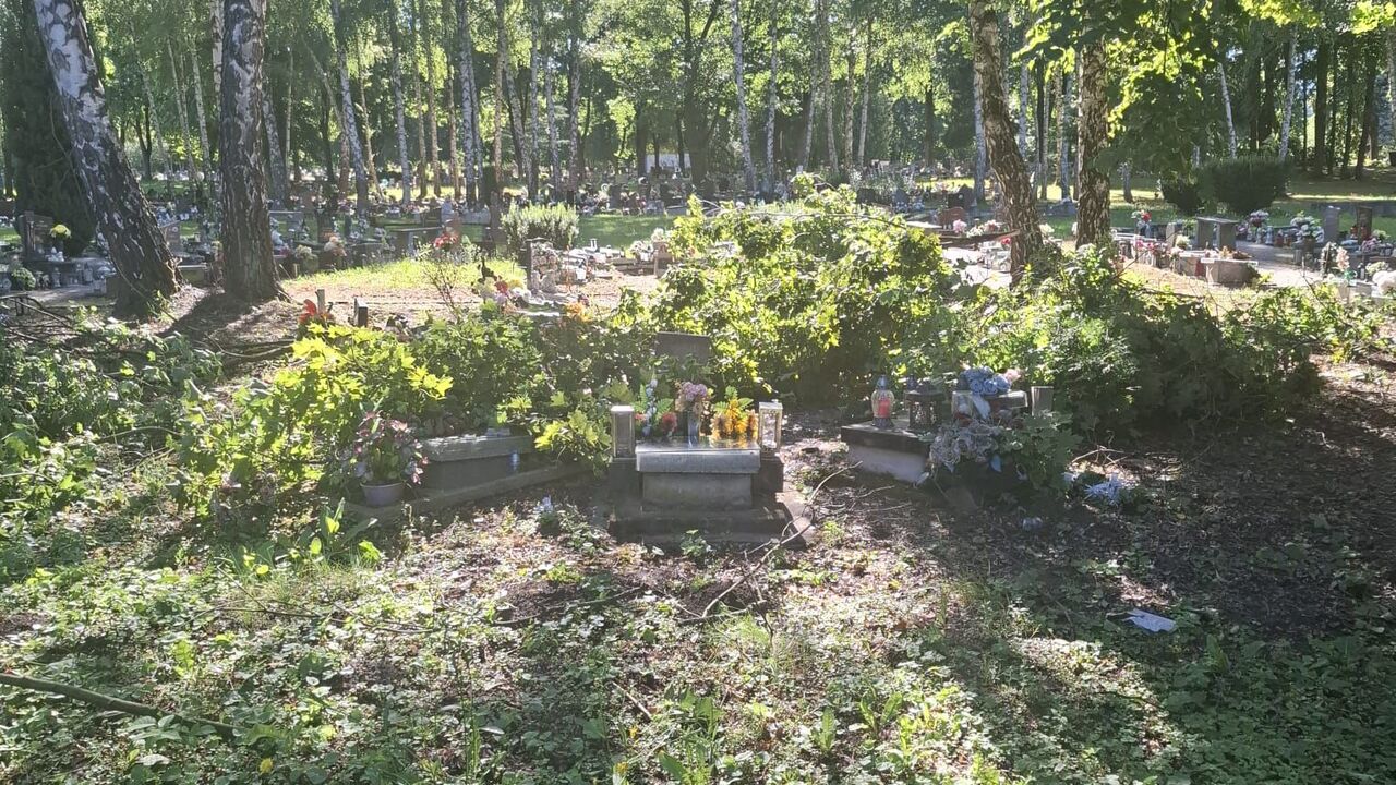 cintorín hroby stromy búrka