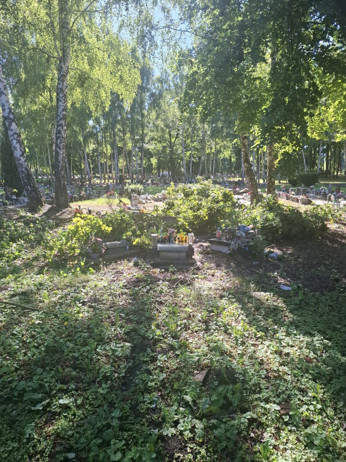 cintorín hroby stromy búrka