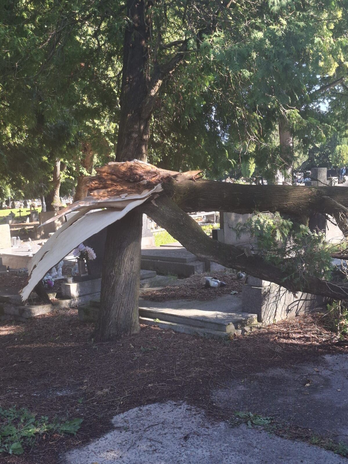 cintorín hroby stromy búrka
