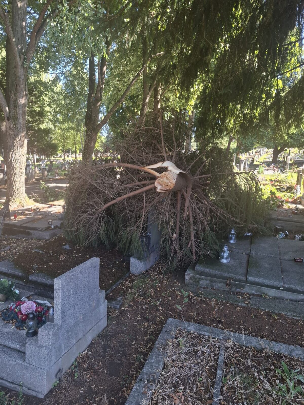 cintorín hroby stromy búrka
