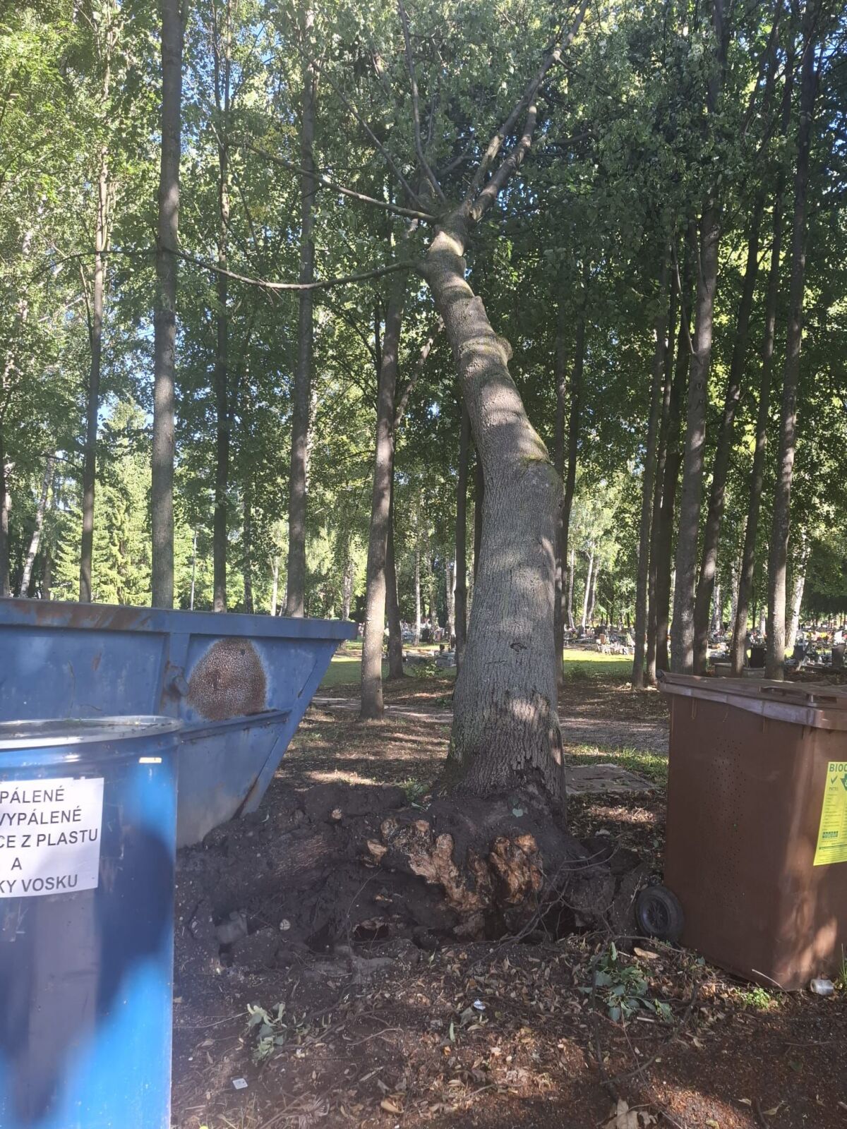 cintorín hroby stromy búrka