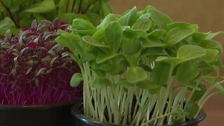 Superpotravina plná vitamínov a minerálov. So zeleným zázrakom sa zoznámili aj deti