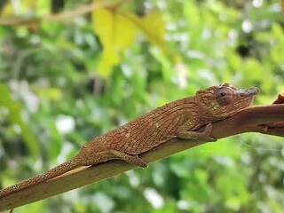 madagaskar