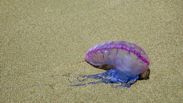 (Physalia physalis mechurovka