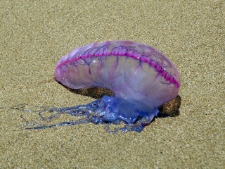 (Physalia physalis mechurovka