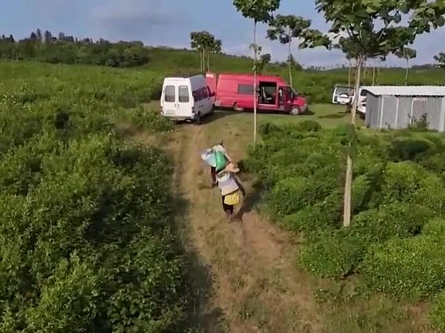 V Gruzínsku ožíva dávna tradícia. Krajina opäť otvára čajové továrne, takto vyzerajú