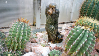 Košice botanická záhrada