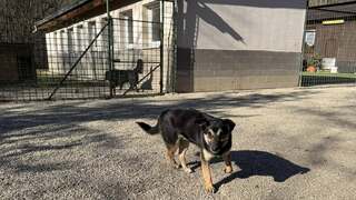 útulok Ružomberok psík pes