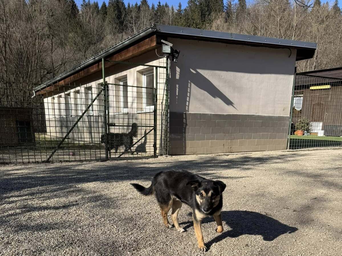 útulok Ružomberok psík pes