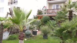 Klimatické zmeny prajú exotickým rastlinám. Palmy a olivovníky sa udomácnili aj v slovenských záhradách