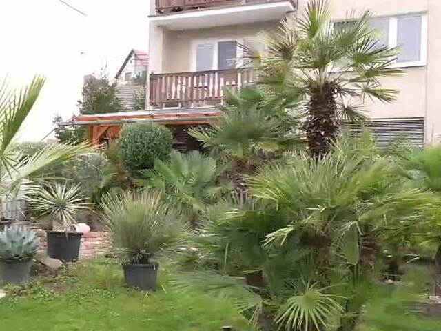 Klimatické zmeny prajú exotickým rastlinám. Palmy a olivovníky sa udomácnili aj v slovenských záhradách