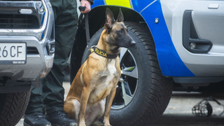 policajný pes, polícia