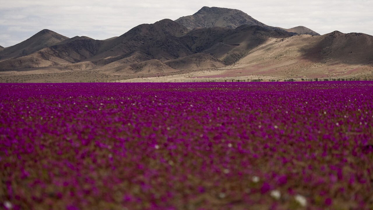 Atacama púšť Cistanthe (Calandrinia) longiscapa