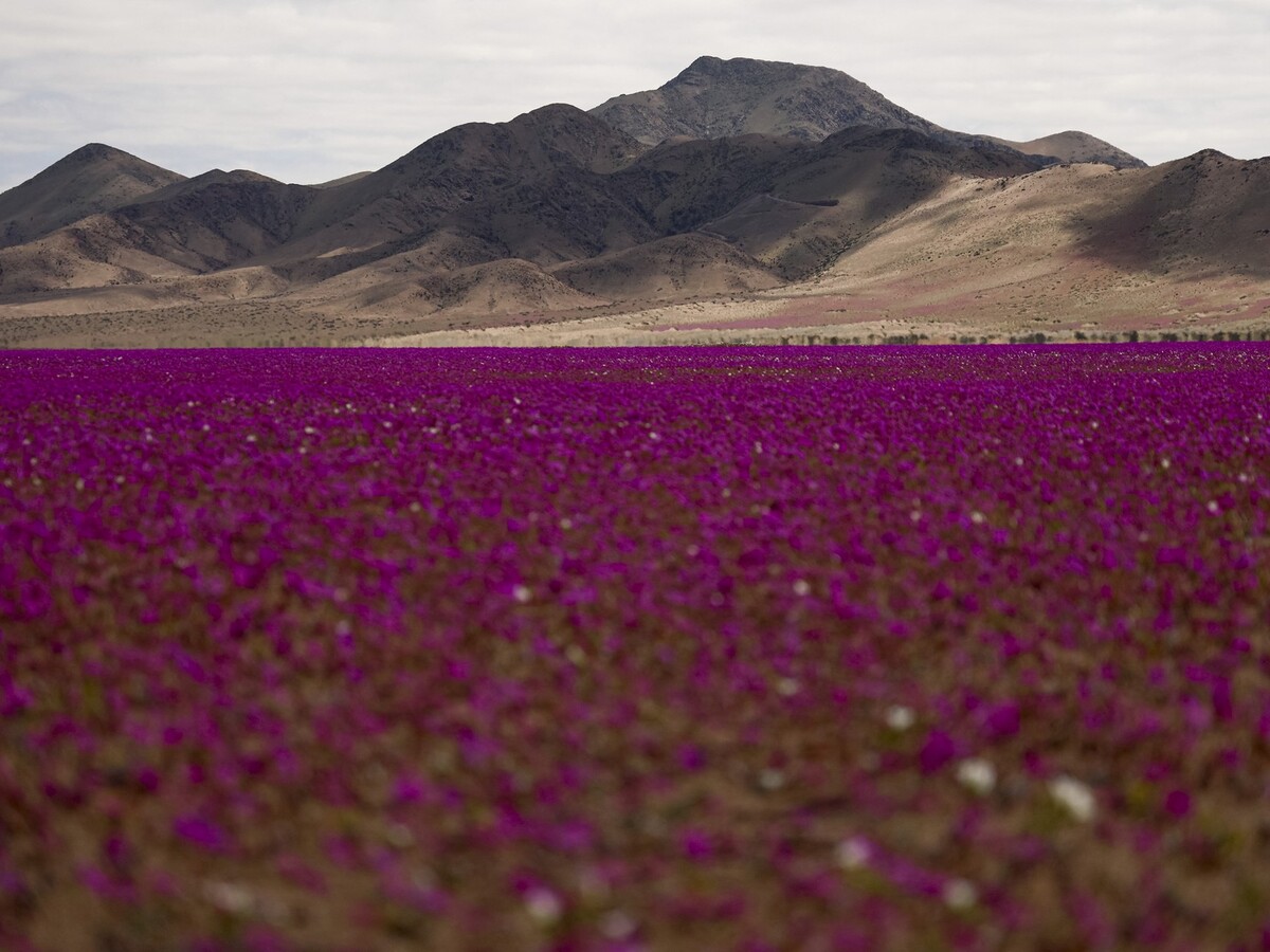 Atacama púšť Cistanthe (Calandrinia) longiscapa