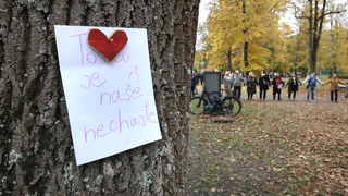 Mestský park, výrub stromov BB