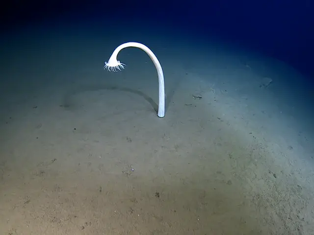 VIDEO: Vedci prebádali doposiaľ nevídané hlbiny Tichého oceánu. Sú v šoku, čo objavili v temnote