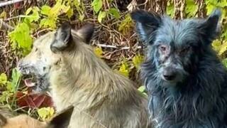 psy v černobyle.jpeg