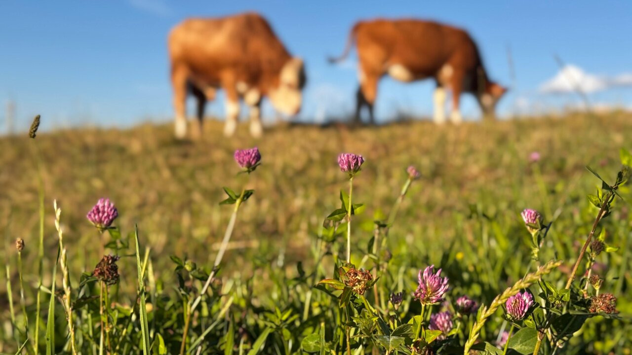 kravy krava hovädzí