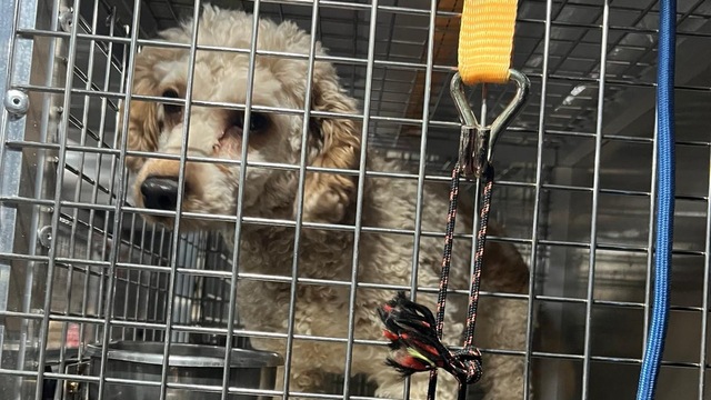 Pes z chovnej stanice Prievidza