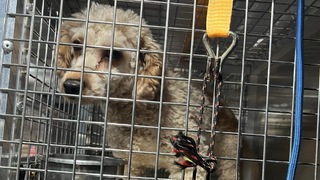 Pes z chovnej stanice Prievidza