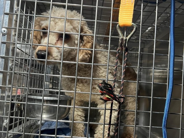 Do osád mieria veterinári. Parazity zo zanedbaných psov ohrozujú deti, mnohé trápia škrkavky a pásomnice