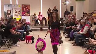 3-SHOW-LABKY-NA-MOLE