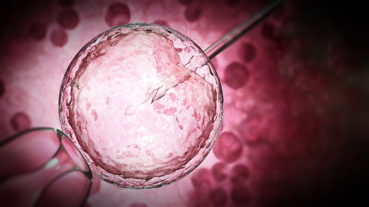 spermie vajíčko oplodnenie