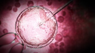 spermie vajíčko oplodnenie