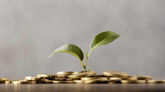 front-view-plant-growing-from-golden-coins.jpg