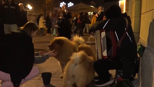 pouličný umelec, pes