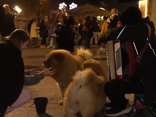 pouličný umelec, pes