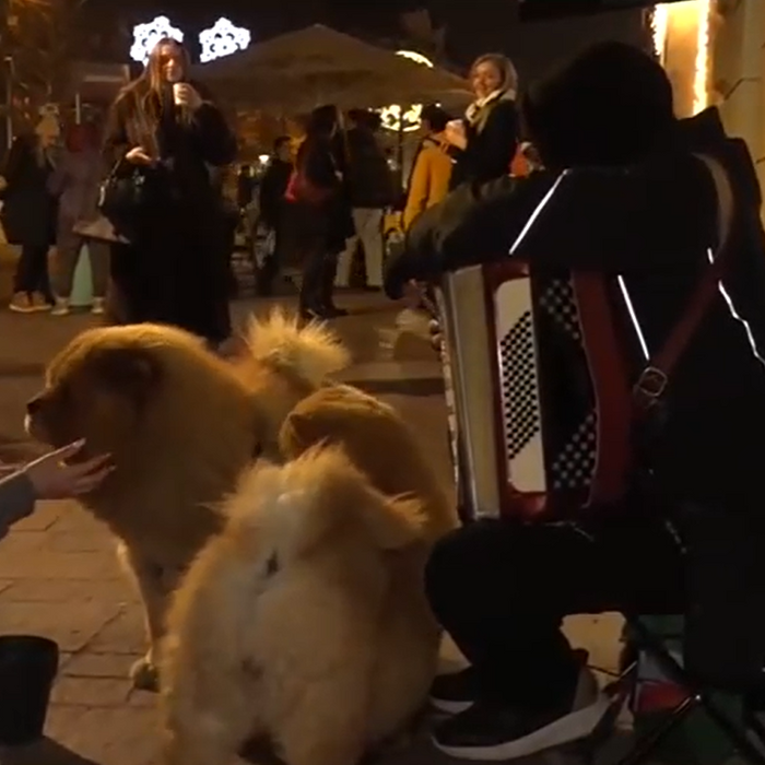 pouličný umelec, pes