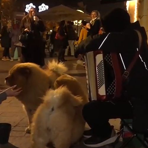 pouličný umelec, pes