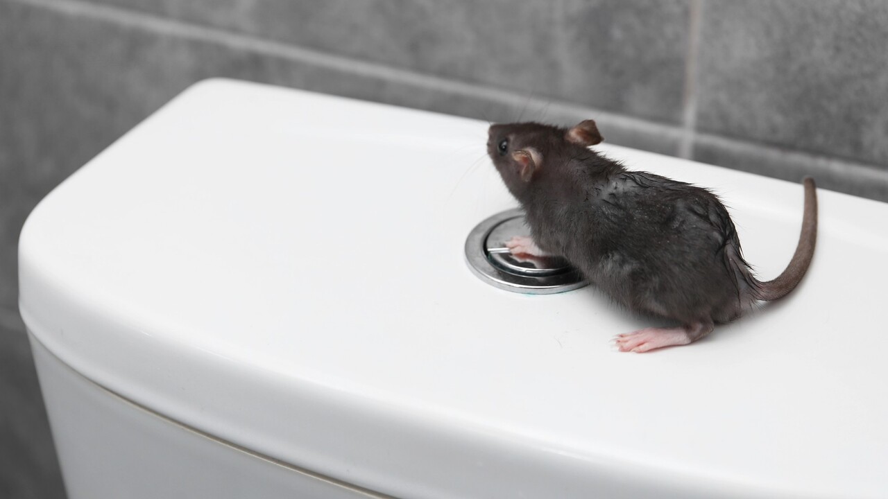 potkan na záchode.jpg