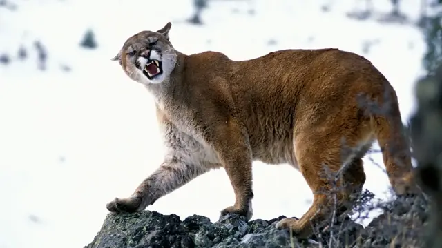 puma americká