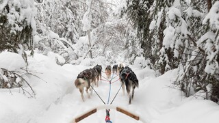 Trump sa vysmial psím záprahom v Grónsku. Uniklo mu, prečo práve tento typ obrany prežil desaťročia