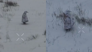 tučniak ruský vojak